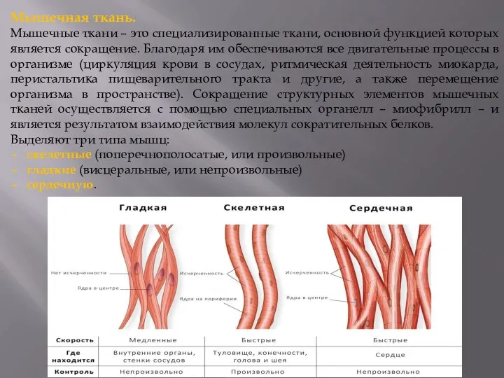 Мышечная ткань. Мышечные ткани – это специализированные ткани, основной функцией которых является