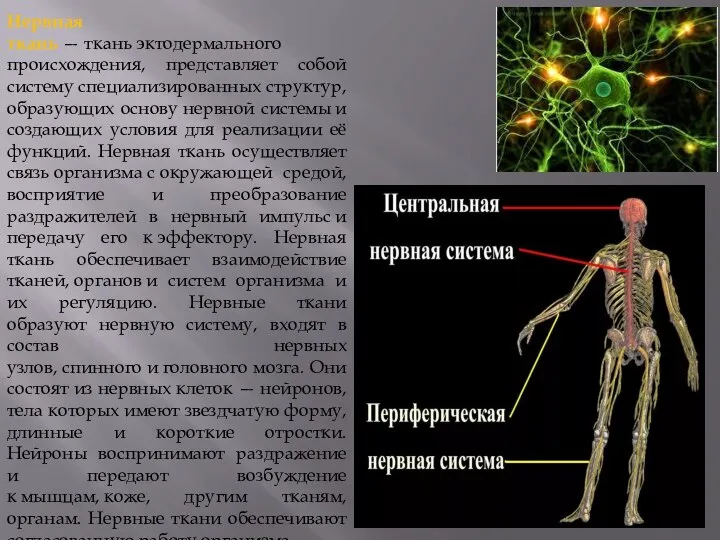 Нервная ткань — ткань эктодермального происхождения, представляет собой систему специализированных структур, образующих