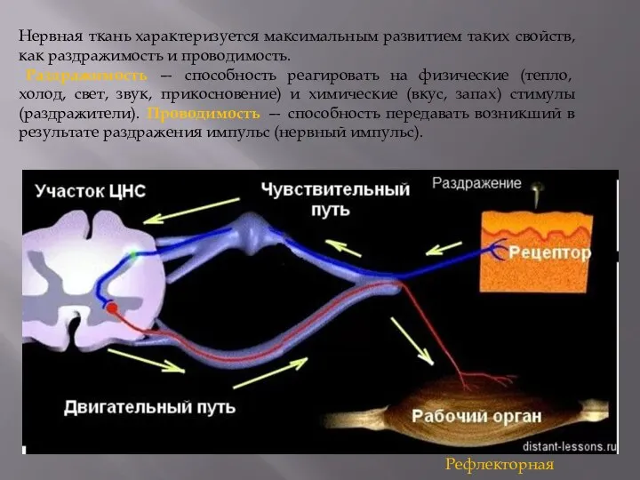 Нервная ткань характеризуется максимальным развитием таких свойств, как раздражимость и проводимость. Раздражимость