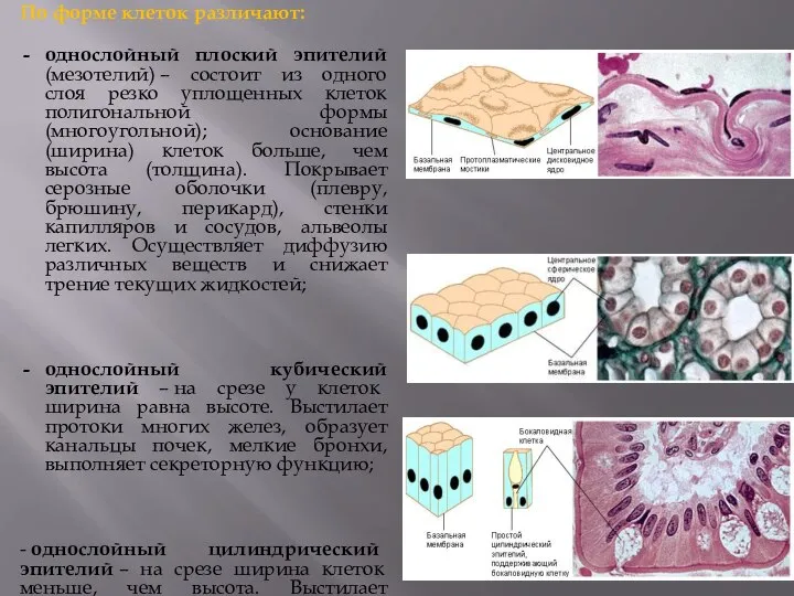 По форме клеток различают: однослойный плоский эпителий (мезотелий) – состоит из одного