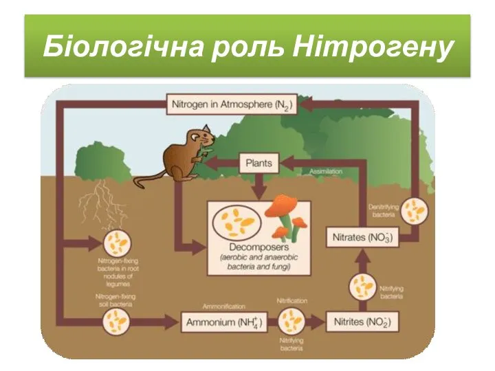 Біологічна роль Нітрогену