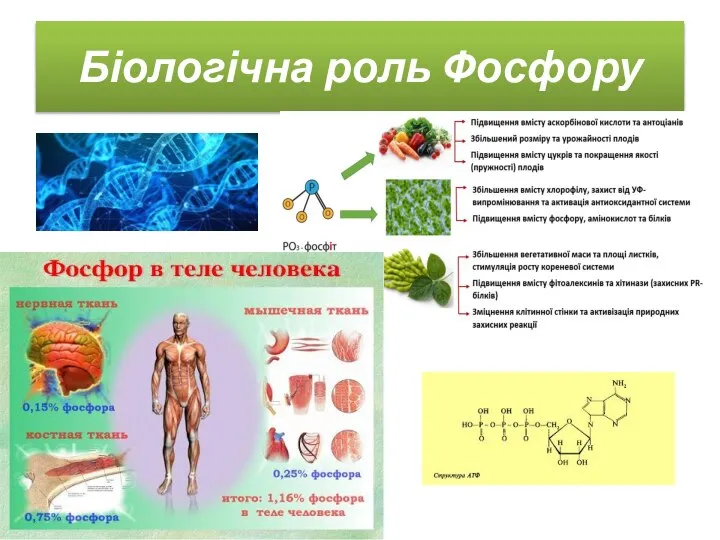 Біологічна роль Фосфору