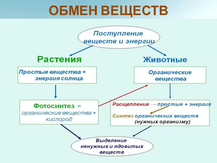 ИЗУЧИТЕ СХЕМУ, КОТОРАЯ БУДЕТ ПРЕДЛОЖЕНА, И ПРЕДПОЛОЖИТЕ ЕЁ НАЗВАНИЕ. ОБМЕН ВЕЩЕСТВ