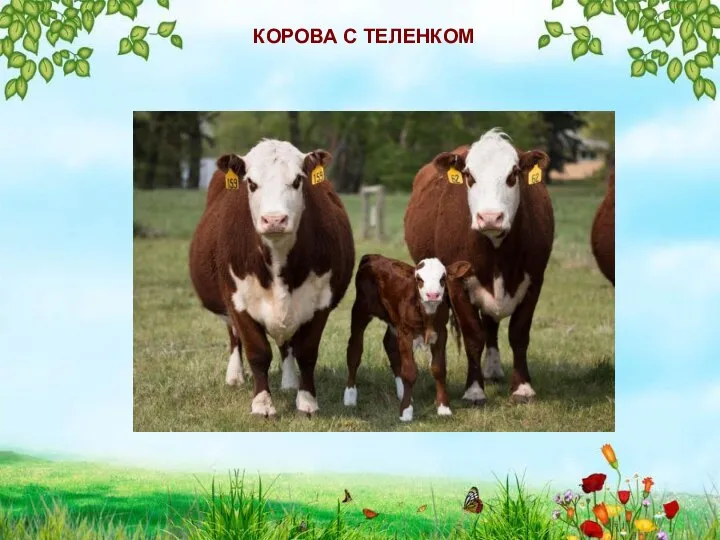 КОРОВА С ТЕЛЕНКОМ