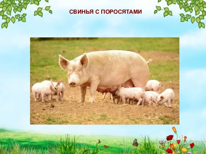 СВИНЬЯ С ПОРОСЯТАМИ