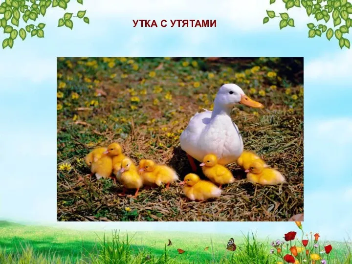 УТКА С УТЯТАМИ