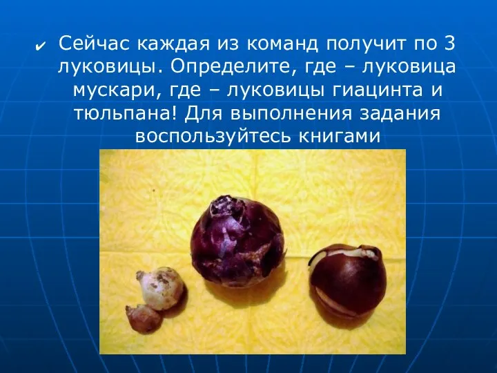 Сейчас каждая из команд получит по 3 луковицы. Определите, где – луковица