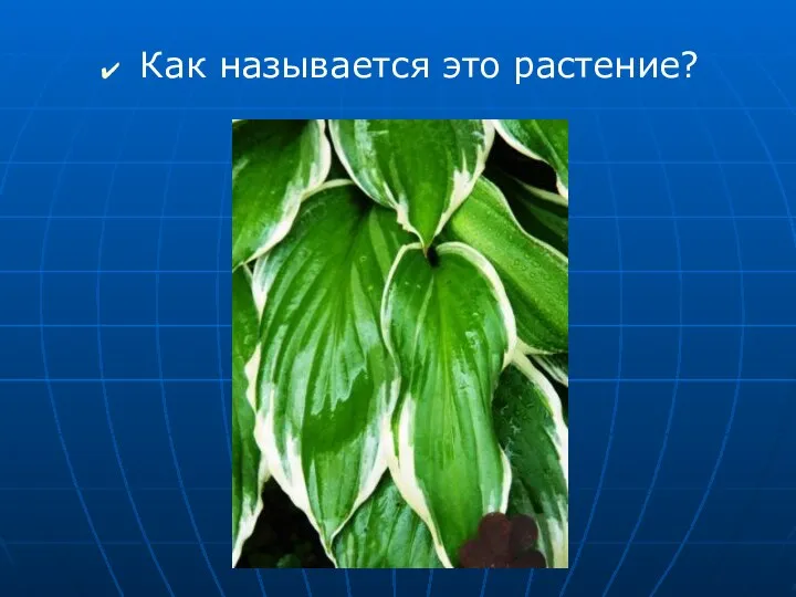 Как называется это растение?