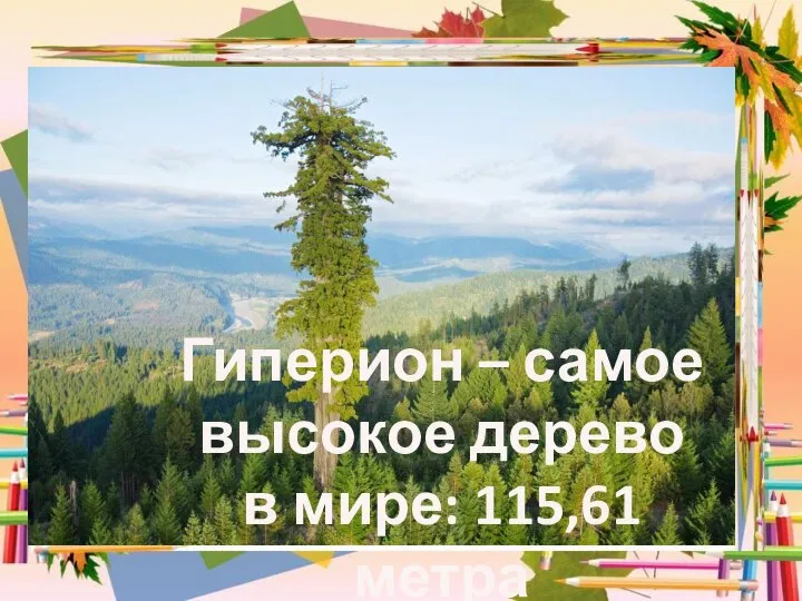 Гиперион – самое высокое дерево в мире: 115,61 метра