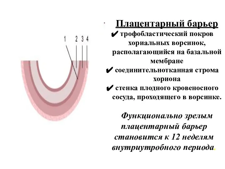 Плацентарный барьер трофобластический покров хориальных ворсинок, располагающийся на базальной мембране соединительнотканная строма