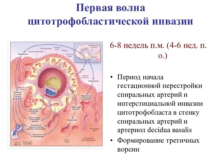 Первая волна цитотрофобластической инвазии 6-8 недель п.м. (4-6 нед. п.о.) Период начала