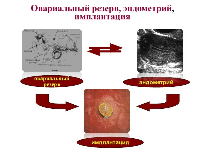 овариальный резерв эндометрий имплантация Овариальный резерв, эндометрий, имплантация
