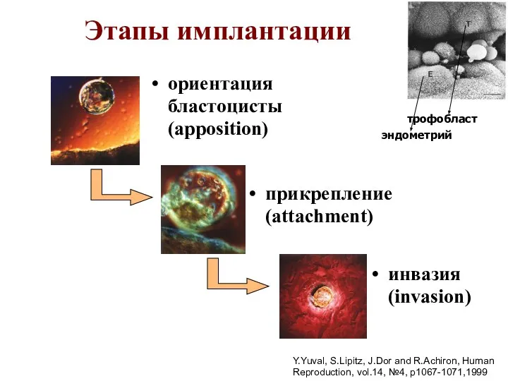 трофобласт эндометрий Этапы имплантации ориентация бластоцисты (apposition) прикрепление (attachment) инвазия (invasion) Y.Yuval,