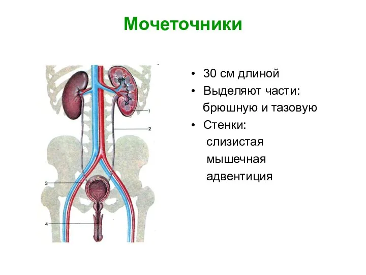 Мочеточники 30 см длиной Выделяют части: брюшную и тазовую Стенки: слизистая мышечная адвентиция