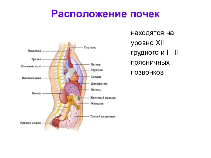 Расположение почек находятся на уровне XII грудного и I –II поясничных позвонков