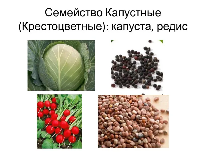 Семейство Капустные (Крестоцветные): капуста, редис