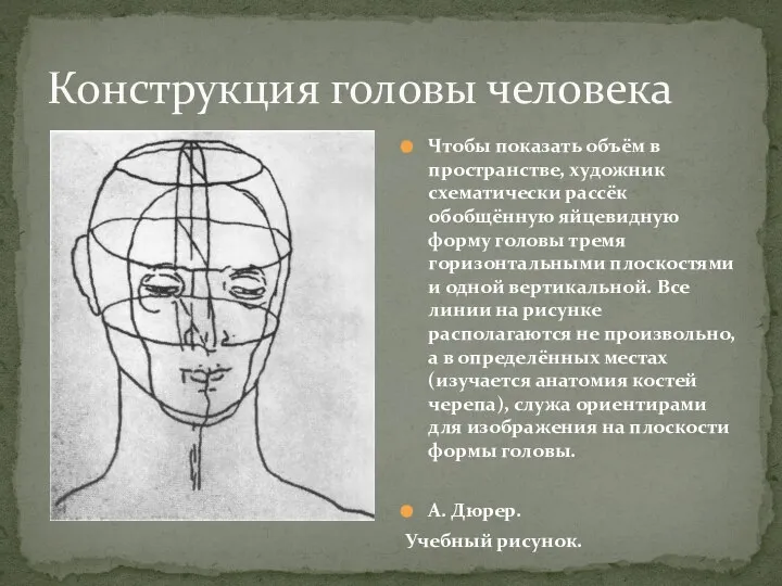 Конструкция головы человека Чтобы показать объём в пространстве, художник схематически рассёк обобщённую