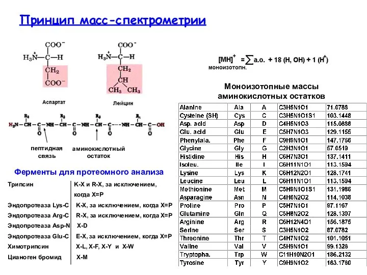Принцип масс-спектрометрии Моноизотопные массы аминокислотных остатков пептидная связь аминокислотный остаток Трипсин K-X