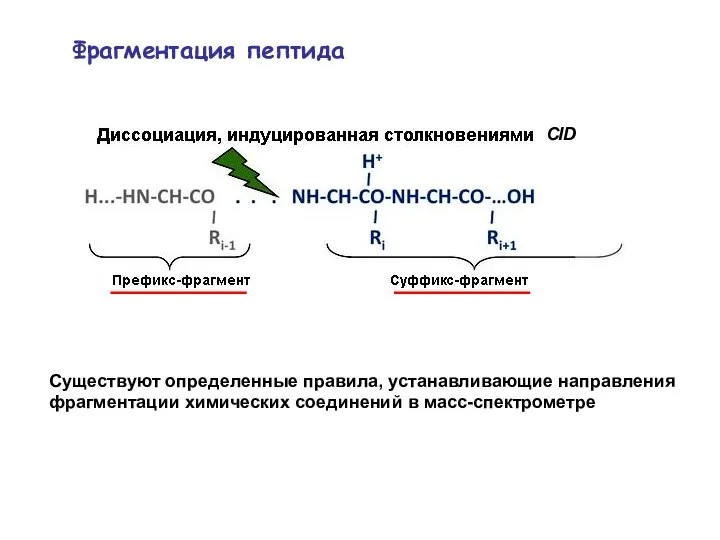 Фрагментация пептида Существуют определенные правила, устанавливающие направления фрагментации химических соединений в масс-спектрометре CID
