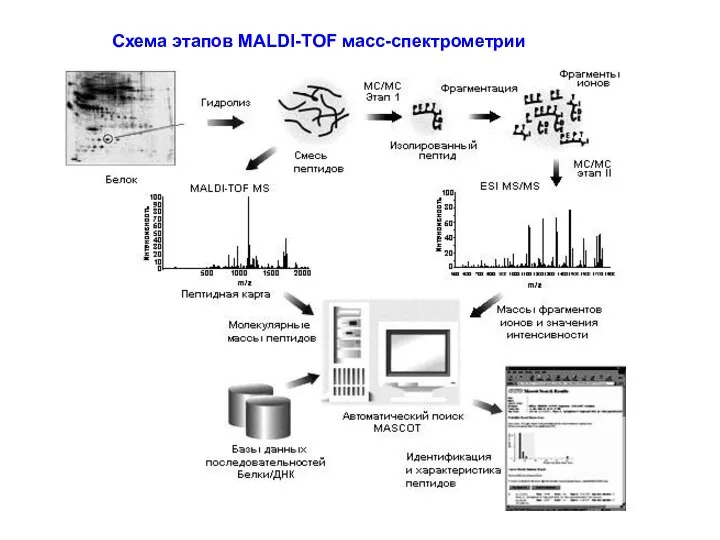 Схема этапов MALDI-TOF масс-спектрометрии
