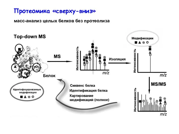 Протеомика «сверху-вниз» масс-анализ целых белков без протеолиза