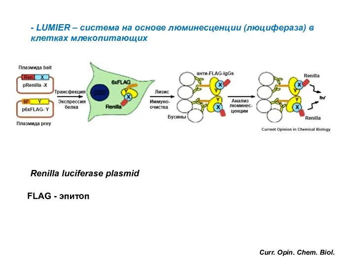 - LUMIER – система на основе люминесценции (люцифераза) в клетках млекопитающих Renilla
