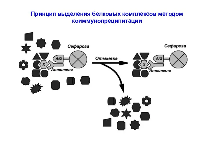 Принцип выделения белковых комплексов методом коиммунопреципитации