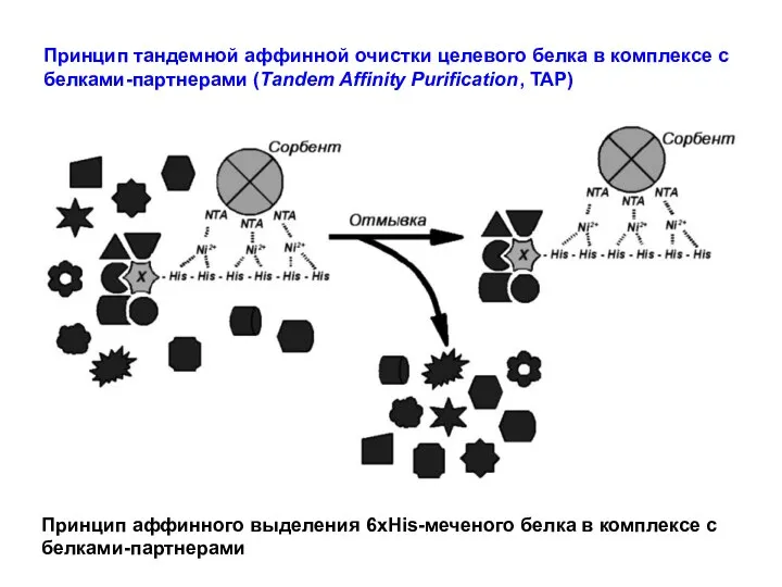Принцип тандемной аффинной очистки целевого белка в комплексе с белками-партнерами (Tandem Affinity
