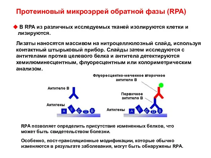 Протеиновый микроэррей обратной фазы (RPA) В RPA из различных исследуемых тканей изолируются