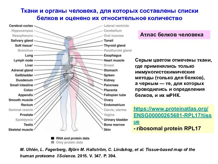 Ткани и органы человека, для которых составлены списки белков и оценено их