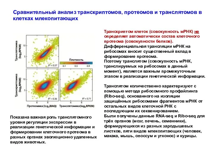 Сравнительный анализ транскриптомов, протеомов и транслятомов в клетках млекопитающих Транскриптом клеток (совокупность