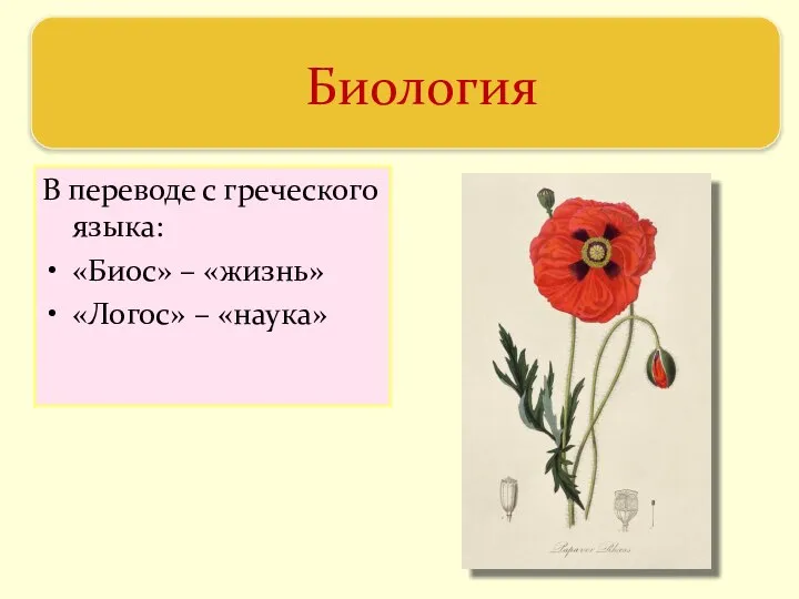 В переводе с греческого языка: «Биос» – «жизнь» «Логос» – «наука» Биология