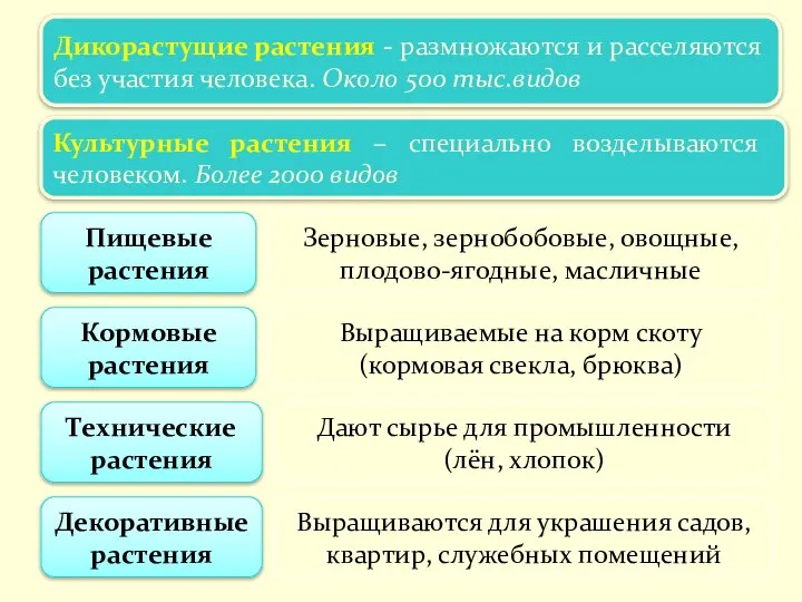 Царство растений Дикорастущие растения - размножаются и расселяются без участия человека. Около