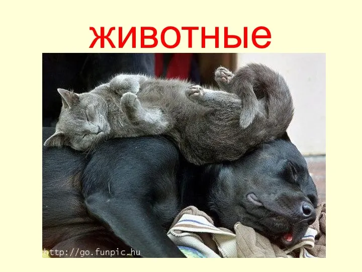 животные