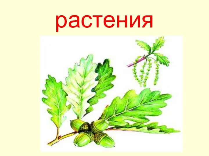 растения