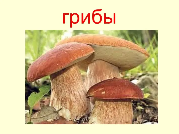 грибы