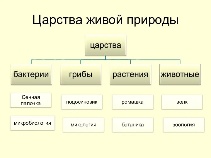 Царства живой природы Сенная палочка подосиновик ромашка микробиология микология ботаника зоология волк