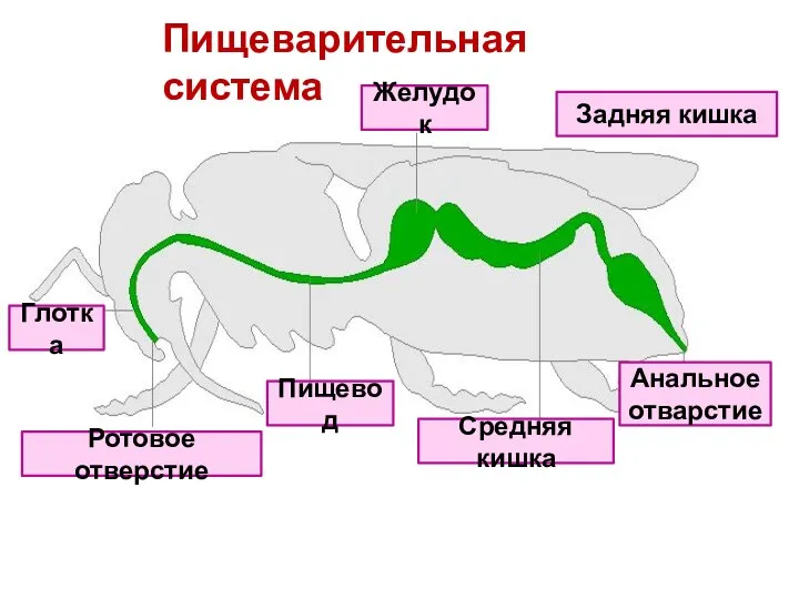 Пищеварительная система Желудок Ротовое отверстие Средняя кишка Пищевод Глотка Задняя кишка Анальное отварстие