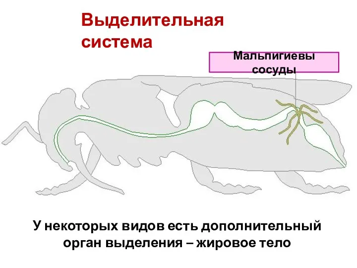 Выделительная система Мальпигиевы сосуды У некоторых видов есть дополнительный орган выделения – жировое тело