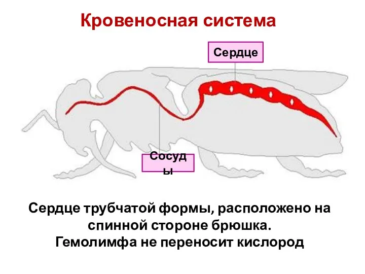 Кровеносная система Сердце Сосуды Сердце трубчатой формы, расположено на спинной стороне брюшка. Гемолимфа не переносит кислород