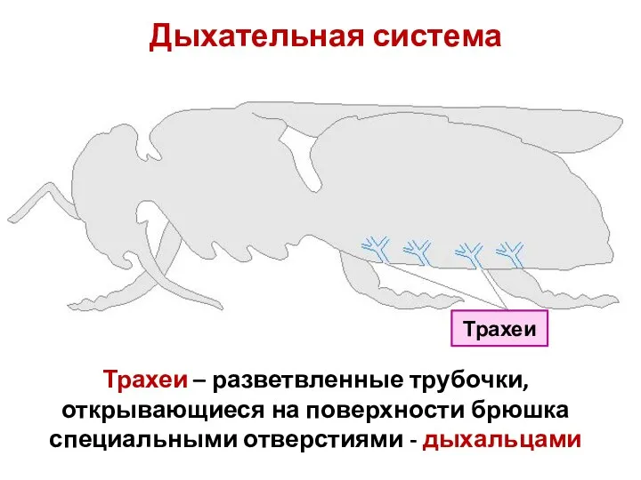 Дыхательная система Трахеи Трахеи – разветвленные трубочки, открывающиеся на поверхности брюшка специальными отверстиями - дыхальцами