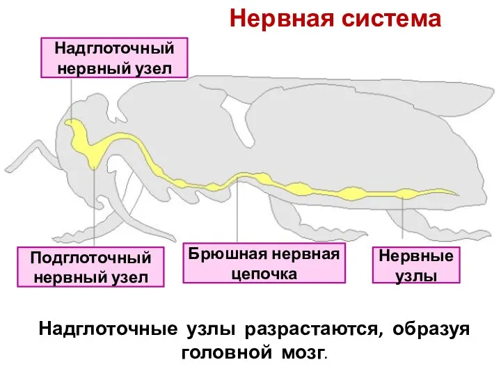 Надглоточный нервный узел Подглоточный нервный узел Брюшная нервная цепочка Нервные узлы Нервная