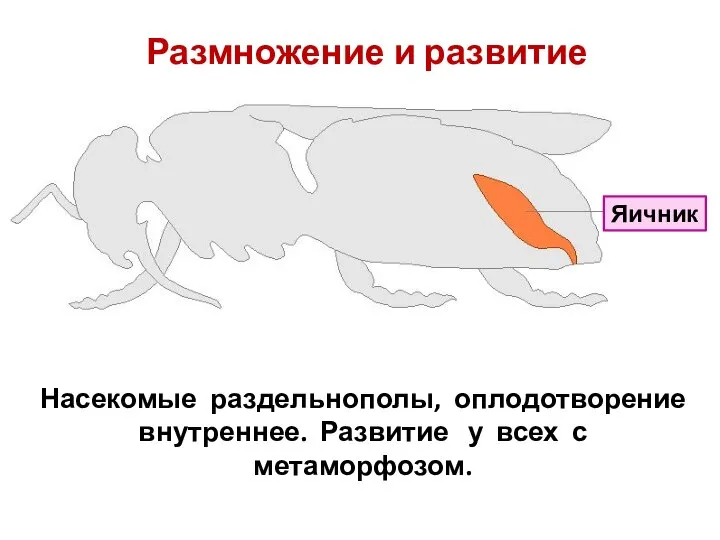 Насекомые раздельнополы, оплодотворение внутреннее. Развитие у всех с метаморфозом. Яичник Размножение и развитие