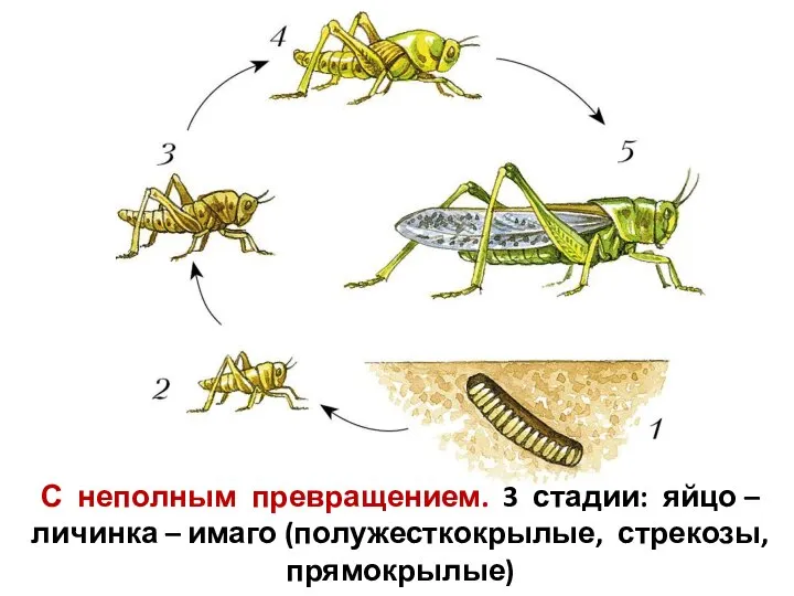 С неполным превращением. 3 стадии: яйцо – личинка – имаго (полужесткокрылые, стрекозы, прямокрылые)