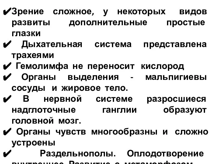 Зрение сложное, у некоторых видов развиты дополнительные простые глазки Дыхательная система представлена