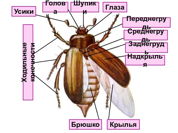 Крылья Надкрылья Брюшко Ходильные конечности Шупики Голова Усики Глаза Заднегрудь Среднегрудь Переднегрудь