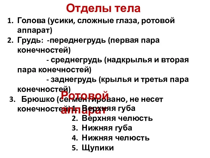 Отделы тела Голова (усики, сложные глаза, ротовой аппарат) Грудь: -переднегрудь (первая пара