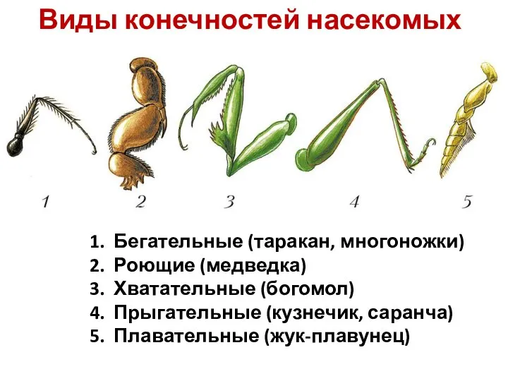 Виды конечностей насекомых Бегательные (таракан, многоножки) Роющие (медведка) Хватательные (богомол) Прыгательные (кузнечик, саранча) Плавательные (жук-плавунец)