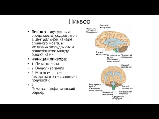 Ликвор Ликвор - внутренняя среда мозга, содержится в центральном канале спинного мозга,