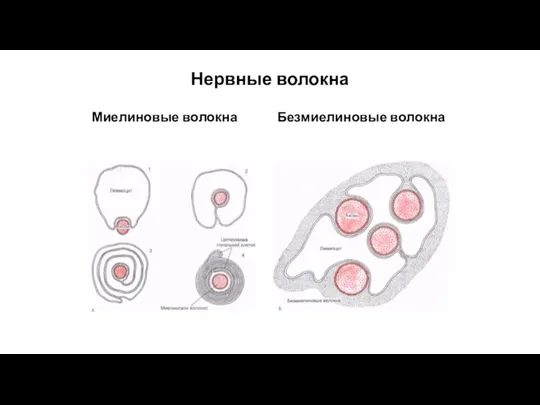 Нервные волокна Миелиновые волокна Безмиелиновые волокна